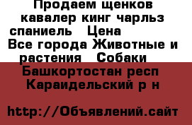 Продаем щенков кавалер кинг чарльз спаниель › Цена ­ 60 000 - Все города Животные и растения » Собаки   . Башкортостан респ.,Караидельский р-н